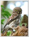 Asian Barred Owlet �Z�Y���
