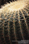 trebi100c_15032008_002