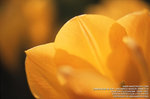 trebi100c_15032008_024