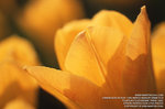 trebi100c_15032008_026