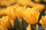 trebi100c_15032008_028