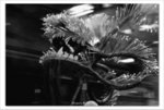 IMG_4030bwb