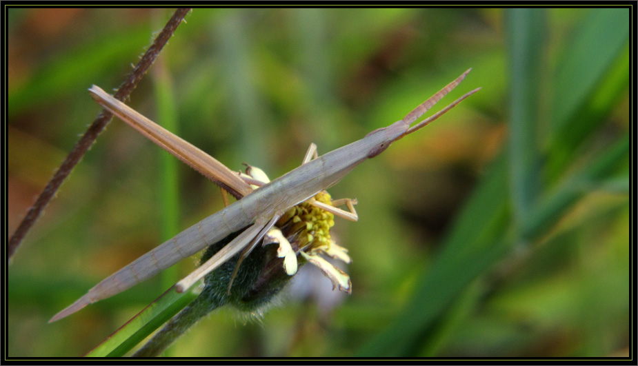 Acrida Cinerea