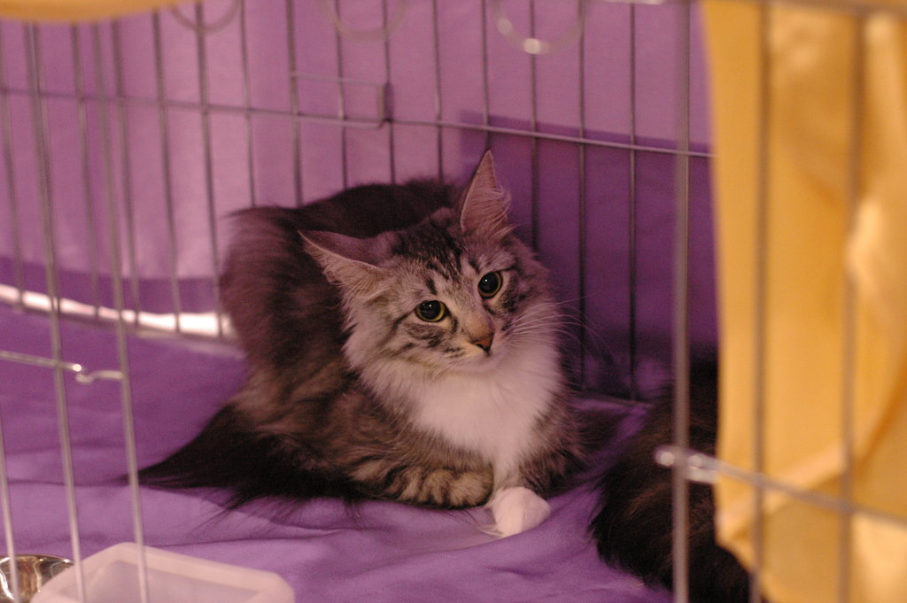 Hong Kong Cat Expo 2006