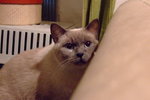 DSCF2271