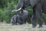 image0003