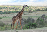 image0006