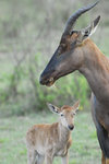 image0008