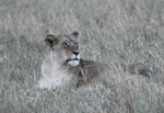 image0011
