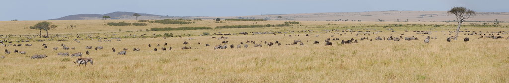 Kenya �F�D����