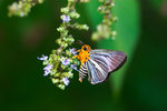 Bibasis gomata - �ճʧ˽�