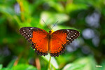 Cethosia biblis - �����潺 - ����