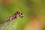 Limenitis sulpitia - ����u�潺 - �T����