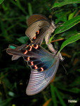 Papilio bianor - �ѻ�