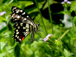 Papilio demoleus - �F����