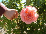 <font color="gold">#09 </font><BR>Adelaide Botanic Garden:<BR>International rose garden