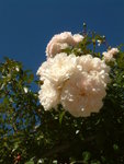<font color="gold">#10 </font><BR>Adelaide Botanic Garden:<BR>International rose garden