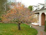 <font color="gold">#31</font><BR>Neighbour's tree 1�x<br>�F�~���� 1