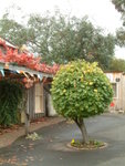 <font color="gold">#39</font><BR>Hahndorf