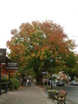 <font color="gold">#43</font><BR>Hahndorf:<BR>it's raining indeed