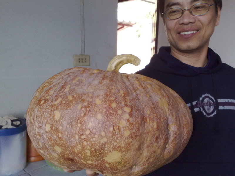 Another giant pumpkin!