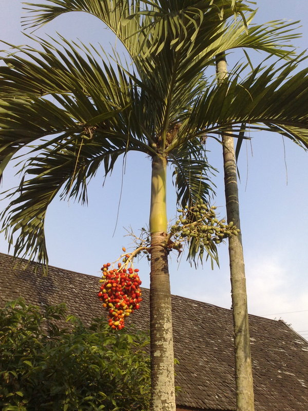 a fruitful palm tree at the YMCA Chiang Rai.....hope this is a blessed, fruitful place as well!