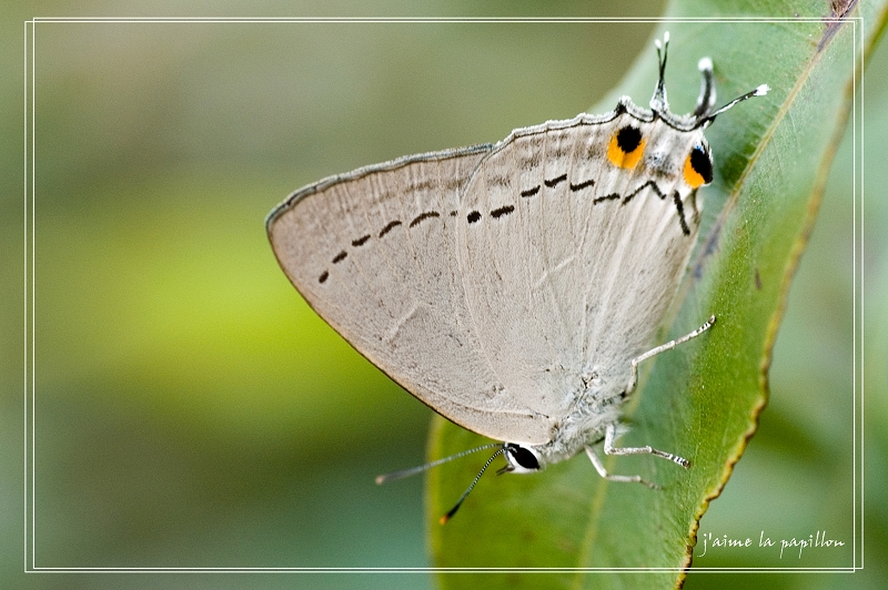 tajuria cippus malcolmi 双尾灰蝶