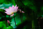 DSC3913s