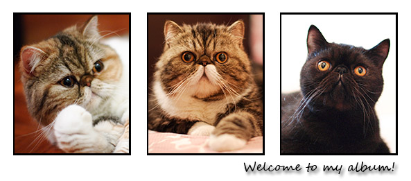 Welcome to my album!