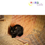 Tunisia_Cats_01