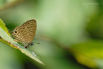 DSC_8066g