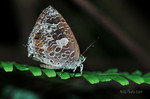 DSC_2819G1