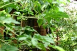 IMG_2147_6
