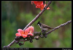IMG_1909a