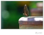 IMG_1296