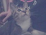 cat2