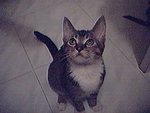 cat6