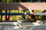 _MG_5184-2