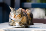_MG_5230-2