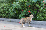 _MG_6402-2