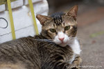 _MG_1091-2