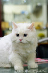 _MG_5878-2