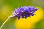 _MG_4791-2