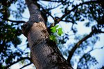 3017_Leica MP Hammertone_Noctilux_RVP 100