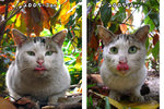 Dirty Cat Jan-Apr