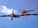�f��_040926_08