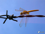 �f��_040926_10