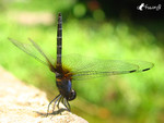 �f��_040926_29