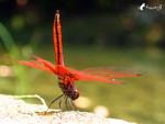 �f��_040926_35