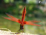 �f��_040926_37